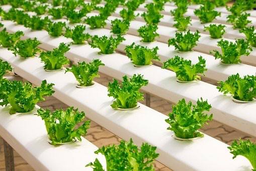 hydroponic, Hitech farming, advantages of hydroponics, Types of the Hydroponics, plant growth, agriculture, India, Deepwater culture systems, Nutrient film technique systems, Aeroponic System, Dutch Bucket Grow System, polyhouse automation, greenhouse, India, Bangalore, Karnataka, greenhouse, agriplast, agronomy support, agriprenuers, Rajeeb Roy, hydroponics, agriculture, technique, smart farming, automation, automation system, farming, organic farming, Agri, agribusiness, hydroponic farming
