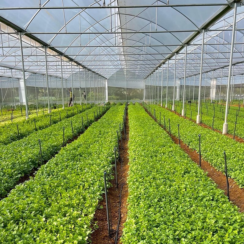 agriplast protected cultivation, greenhouse farming, polyhouse cultivation, agriplast solutions, protected agriculture, polyhouse farming, agriplast greenhouse, sustainable farming, modern agriculture techniques, climate-controlled farming, agriplast innovations