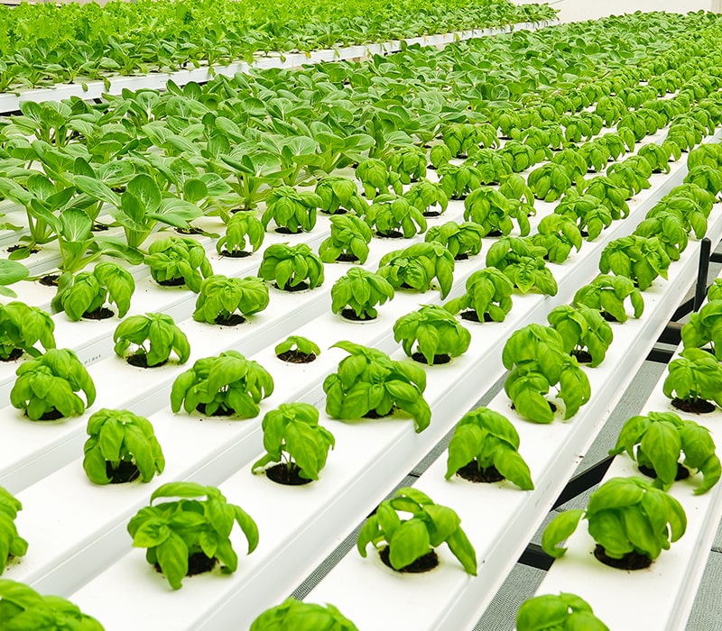 Agriplast Hydroponics, hydroponic systems, indoor farming, soilless agriculture, sustainable agriculture, nutrient solutions, hydroponic technology, plant growth, controlled environment, pest control