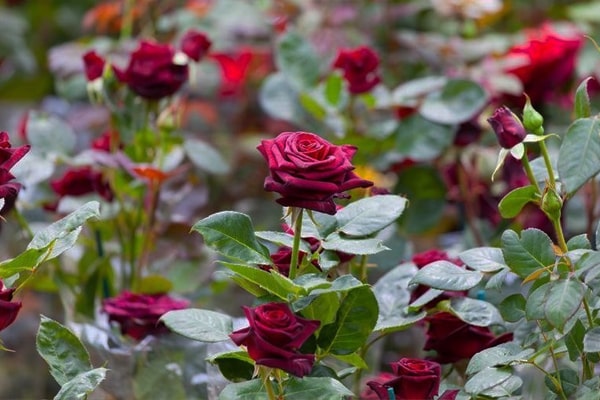 dutch-rose, polyhouse, agriplast protected cultivation, greenhouse farming, polyhouse cultivation, agriplast solutions, protected agriculture, polyhouse farming, agriplast greenhouse, sustainable farming, modern agriculture techniques, climate-controlled farming, agriplast innovations