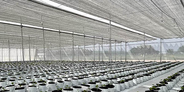 agriplast protected cultivation, greenhouse farming, polyhouse cultivation, agriplast solutions, protected agriculture, polyhouse farming, agriplast greenhouse, sustainable farming, modern agriculture techniques, climate-controlled farming, agriplast innovations