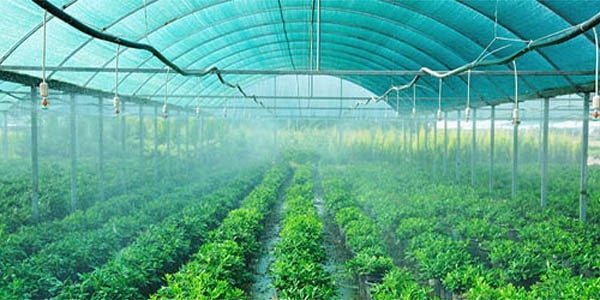 agriplast protected cultivation, greenhouse farming, polyhouse cultivation, agriplast solutions, protected agriculture, polyhouse farming, agriplast greenhouse, sustainable farming, modern agriculture techniques, climate-controlled farming, agriplast innovations