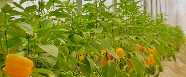 agriplast protected cultivation, greenhouse farming, polyhouse cultivation, agriplast solutions, protected agriculture, polyhouse farming, agriplast greenhouse, sustainable farming, modern agriculture techniques, climate-controlled farming, agriplast innovations