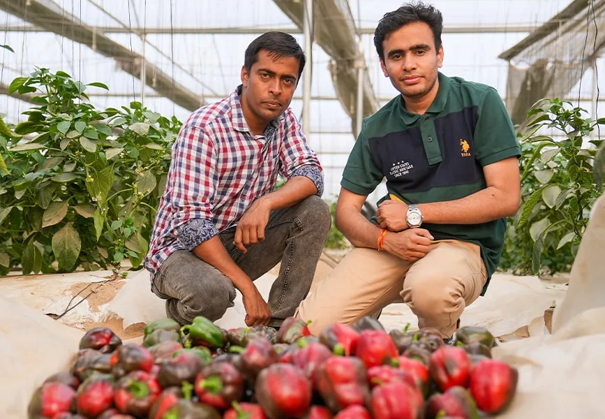 capsicum, polyhouse, agriplast protected cultivation, greenhouse farming, polyhouse cultivation, agriplast solutions, protected agriculture, polyhouse farming, agriplast greenhouse, sustainable farming, modern agriculture techniques, climate-controlled farming, agriplast innovations