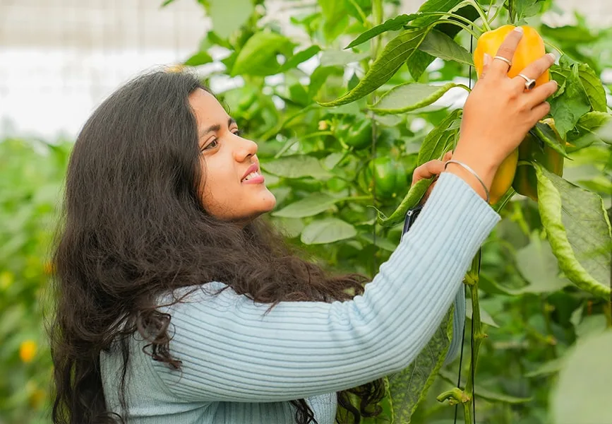 capsicum, polyhouse, agriplast protected cultivation, greenhouse farming, polyhouse cultivation, agriplast solutions, protected agriculture, polyhouse farming, agriplast greenhouse, sustainable farming, modern agriculture techniques, climate-controlled farming, agriplast innovations