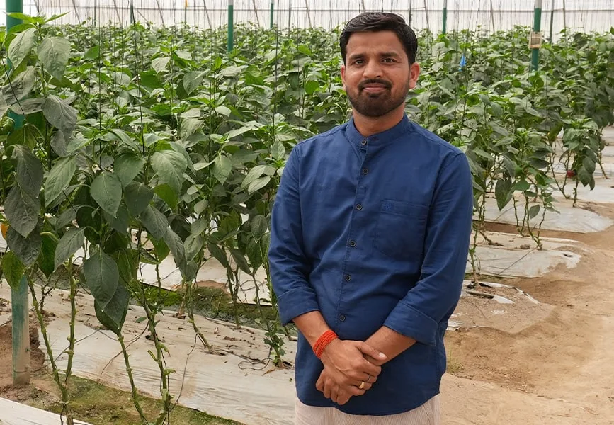 capsicum, polyhouse, agriplast protected cultivation, greenhouse farming, polyhouse cultivation, agriplast solutions, protected agriculture, polyhouse farming, agriplast greenhouse, sustainable farming, modern agriculture techniques, climate-controlled farming, agriplast innovations