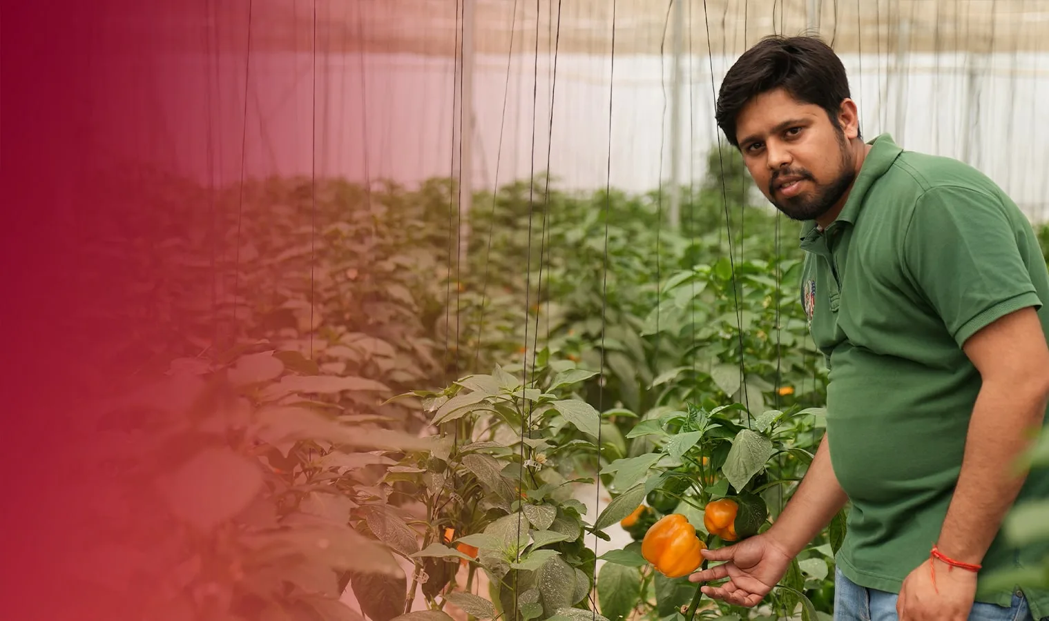 Agriplast success story — polyhouse farmer transformation 3