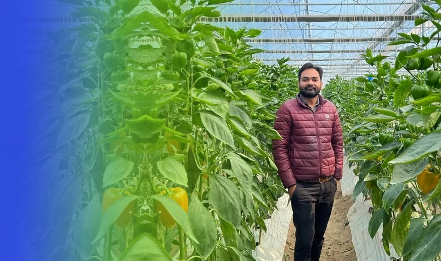 Agriplast success story — polyhouse farmer transformation 9