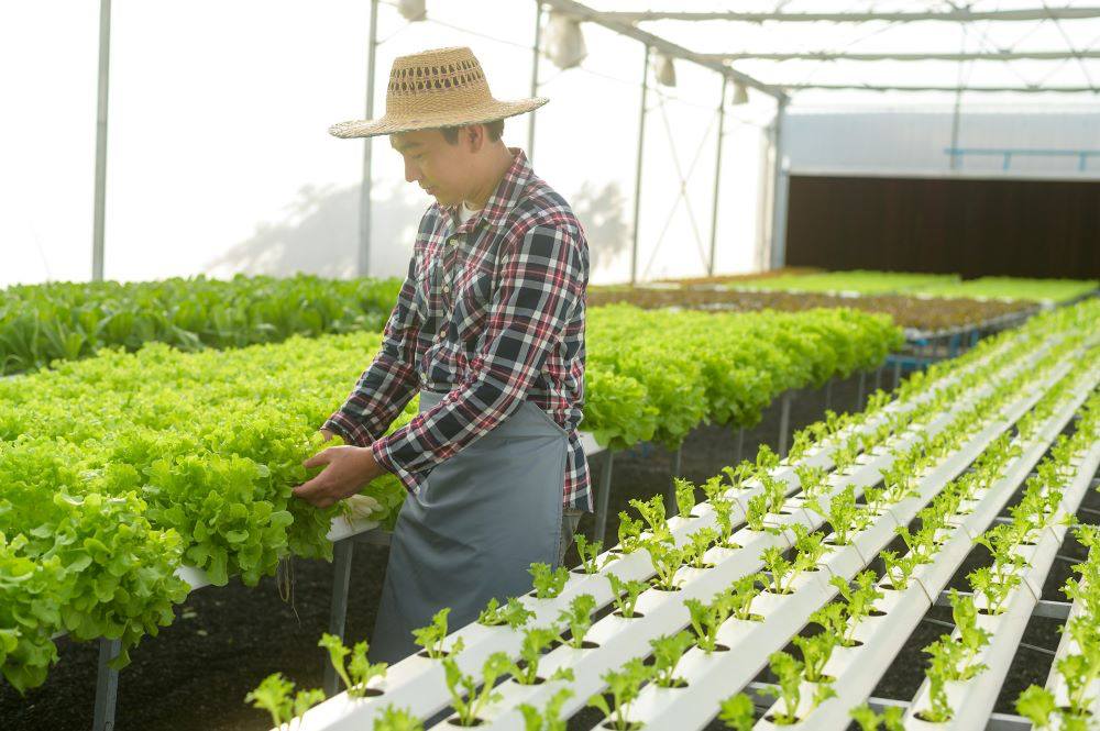 hydroponic, Hitech farming, advantages of hydroponics, Types of the Hydroponics, plant growth, agriculture, India, Deepwater culture systems, Nutrient film technique systems, Aeroponic System, Dutch Bucket Grow System, polyhouse automation, greenhouse, India, Bangalore, Karnataka, greenhouse, agriplast, agronomy support, agriprenuers, Rajeeb Roy, hydroponics, agriculture, technique, smart farming, automation, automation system, farming, organic farming, Agri, agribusiness, hydroponic farming