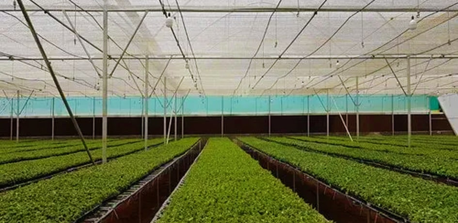hydroponic, Hitech farming, advantages of hydroponics, Types of the Hydroponics, plant growth, agriculture, India, Deepwater culture systems, Nutrient film technique systems, Aeroponic System, Dutch Bucket Grow System, polyhouse automation, greenhouse, India, Bangalore, Karnataka, greenhouse, agriplast, agronomy support, agriprenuers, Rajeeb Roy, hydroponics, agriculture, technique, smart farming, automation, automation system, farming, organic farming, Agri, agribusiness, hydroponic farming