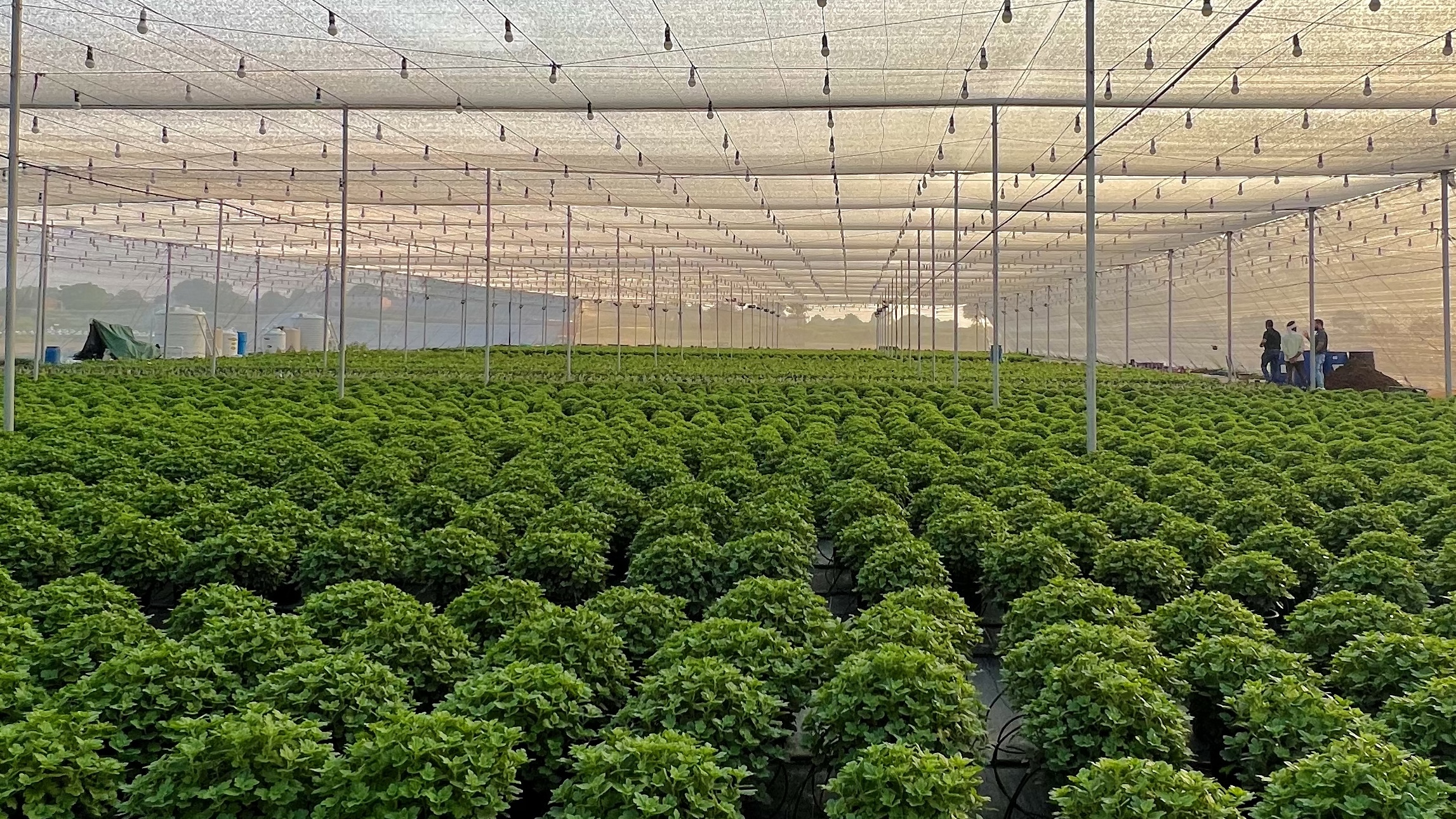 hydroponic, Hitech farming, advantages of hydroponics, Types of the Hydroponics, plant growth, agriculture, India, Deepwater culture systems, Nutrient film technique systems, Aeroponic System, Dutch Bucket Grow System, polyhouse automation, greenhouse, India, Bangalore, Karnataka, greenhouse, agriplast, agronomy support, agriprenuers, Rajeeb Roy, hydroponics, agriculture, technique, smart farming, automation, automation system, farming, organic farming, Agri, agribusiness, hydroponic farming