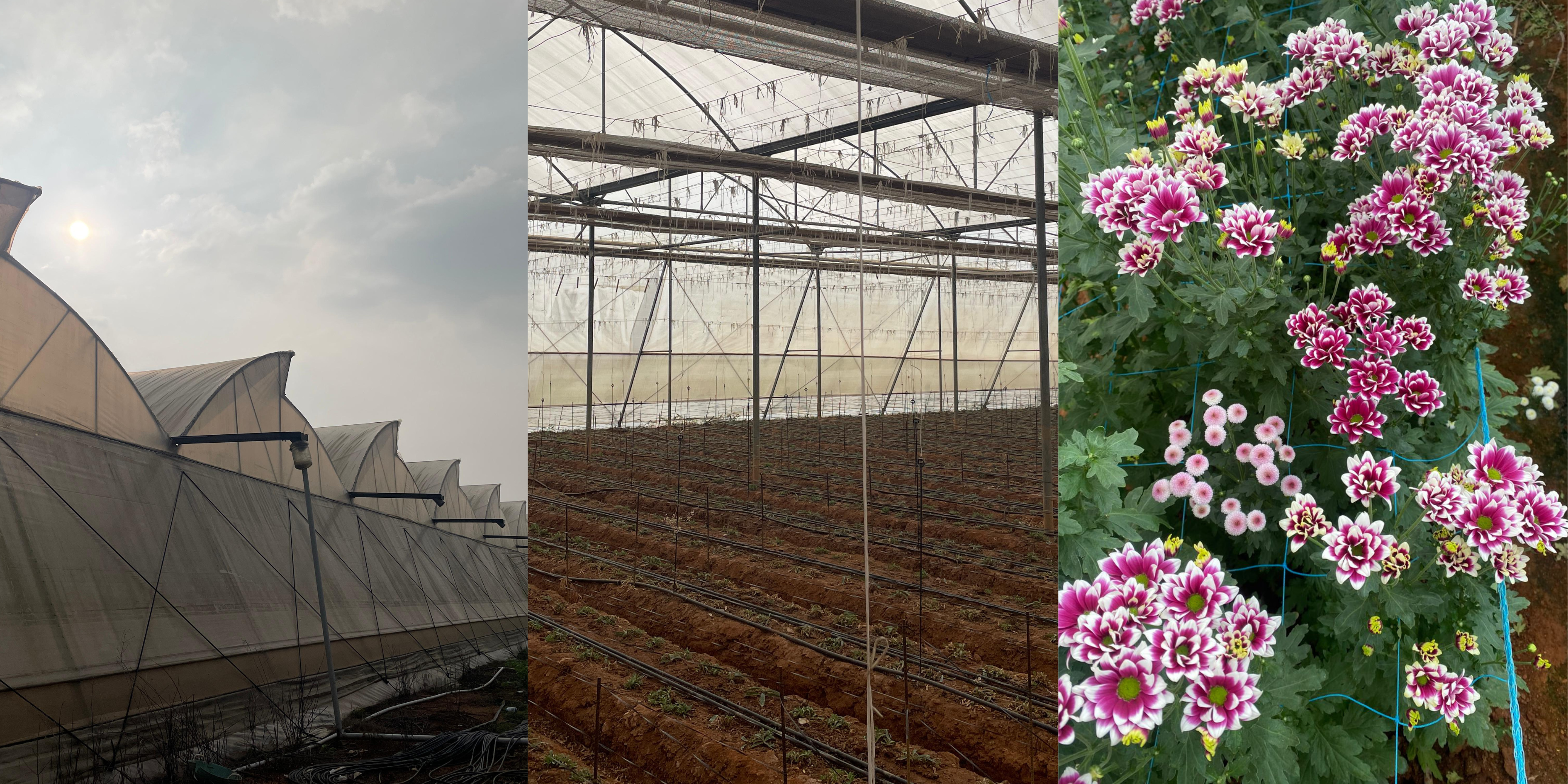 hydroponic, Hitech farming, advantages of hydroponics, Types of the Hydroponics, plant growth, agriculture, India, Deepwater culture systems, Nutrient film technique systems, Aeroponic System, Dutch Bucket Grow System, polyhouse automation, greenhouse, India, Bangalore, Karnataka, greenhouse, agriplast, agronomy support, agriprenuers, Rajeeb Roy, hydroponics, agriculture, technique, smart farming, automation, automation system, farming, organic farming, Agri, agribusiness, hydroponic farming