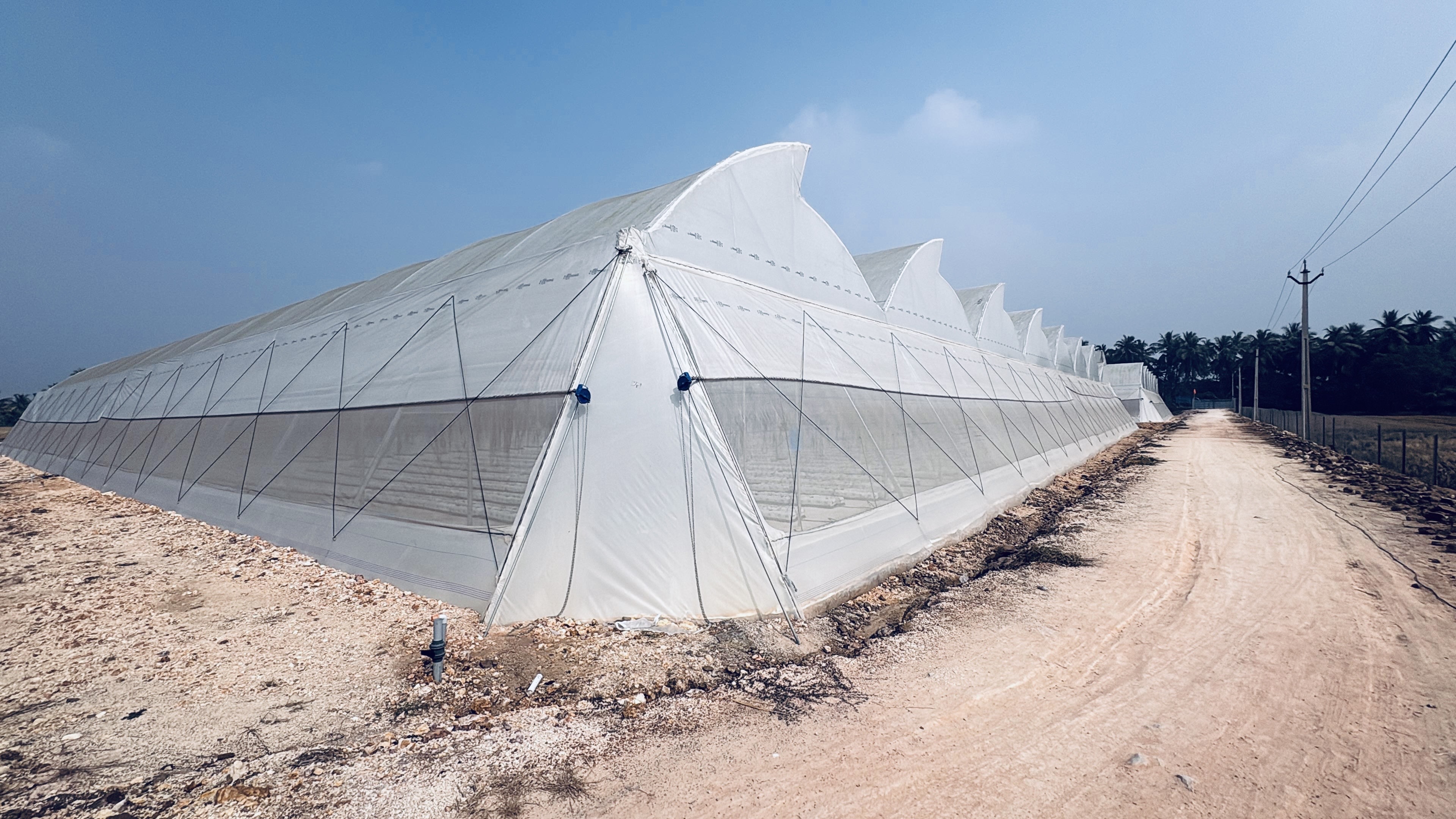 hydroponic, Hitech farming, advantages of hydroponics, Types of the Hydroponics, plant growth, agriculture, India, Deepwater culture systems, Nutrient film technique systems, Aeroponic System, Dutch Bucket Grow System, polyhouse automation, greenhouse, India, Bangalore, Karnataka, greenhouse, agriplast, agronomy support, agriprenuers, Rajeeb Roy, hydroponics, agriculture, technique, smart farming, automation, automation system, farming, organic farming, Agri, agribusiness, hydroponic farming