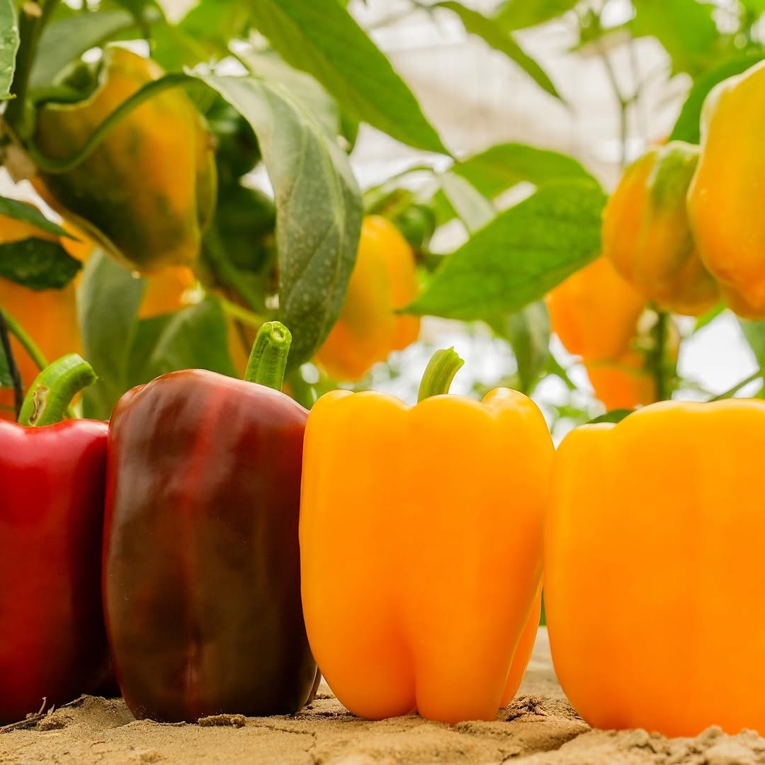 hydroponic, Hitech farming, advantages of hydroponics, Types of the Hydroponics, plant growth, agriculture, India, Deepwater culture systems, Nutrient film technique systems, Aeroponic System, Dutch Bucket Grow System, polyhouse automation, greenhouse, India, Bangalore, Karnataka, greenhouse, agriplast, agronomy support, agriprenuers, Rajeeb Roy, hydroponics, agriculture, technique, smart farming, automation, automation system, farming, organic farming, Agri, agribusiness, hydroponic farming