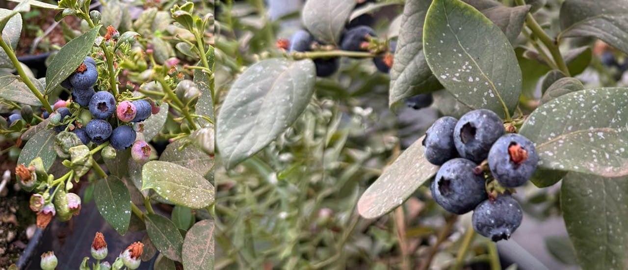 Blueberry Farming in India: A Beginner's Honest Guide