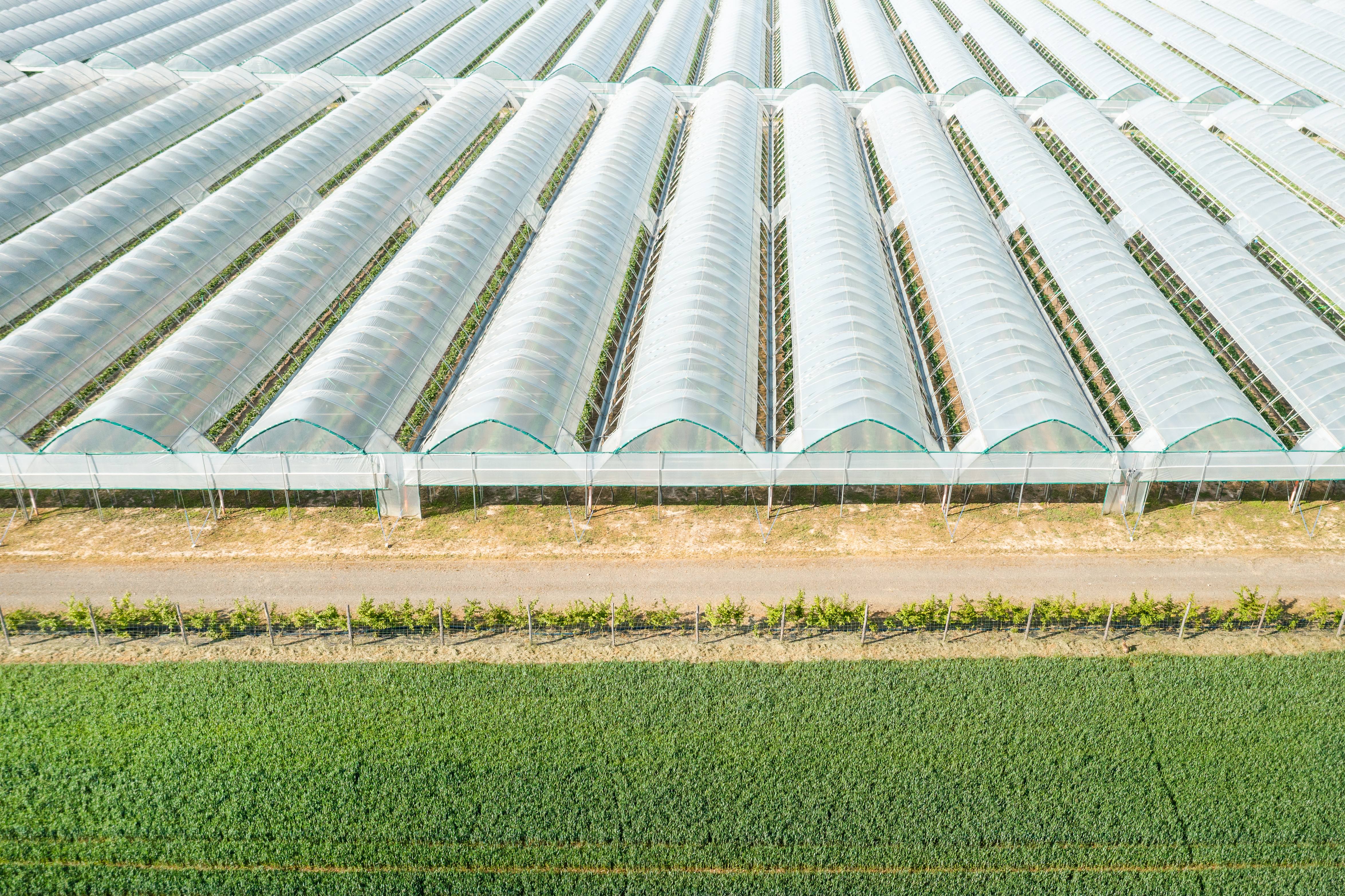 hydroponic, Hitech farming, advantages of hydroponics, Types of the Hydroponics, plant growth, agriculture, India, Deepwater culture systems, Nutrient film technique systems, Aeroponic System, Dutch Bucket Grow System, polyhouse automation, greenhouse, India, Bangalore, Karnataka, greenhouse, agriplast, agronomy support, agriprenuers, Rajeeb Roy, hydroponics, agriculture, technique, smart farming, automation, automation system, farming, organic farming, Agri, agribusiness, hydroponic farming