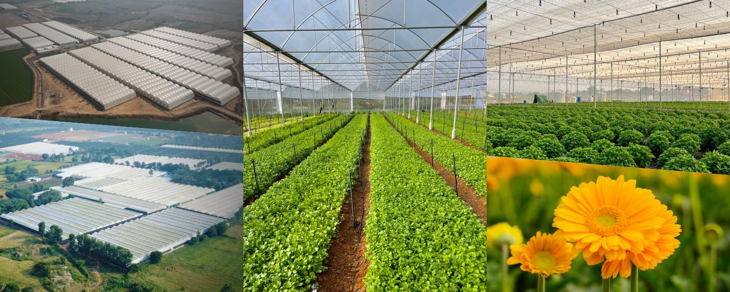 greenhouse, mulch, ginegar, agriplast, ?????????, ??????????, agriculture department , agriculture, india