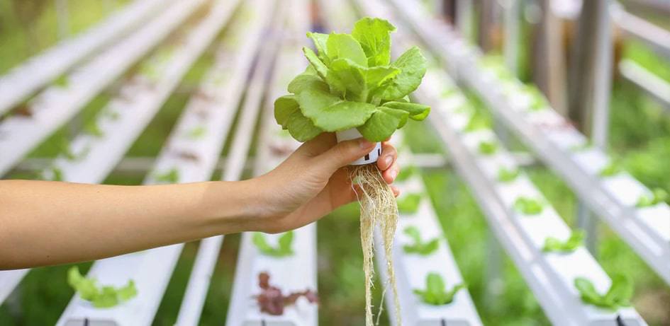 hydroponics, india, agriplast, hitech agriculture, technology