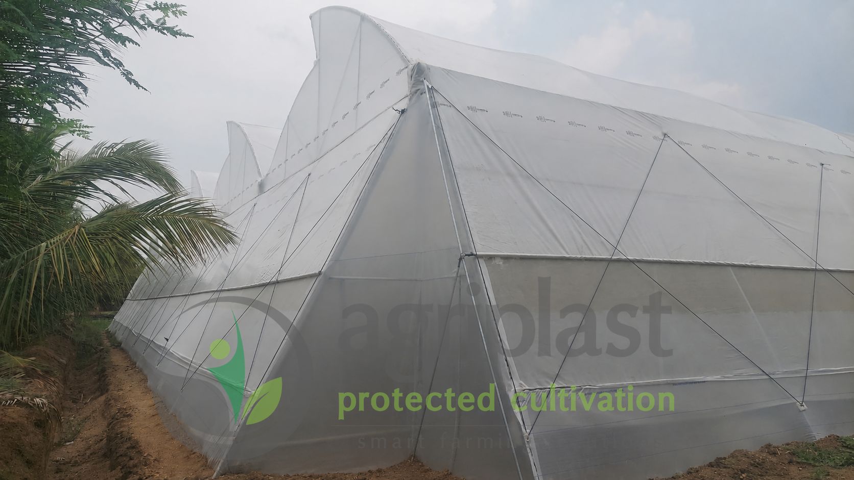 Naturally Ventilated Polyhouse - Trichy, Tamil Nadu
