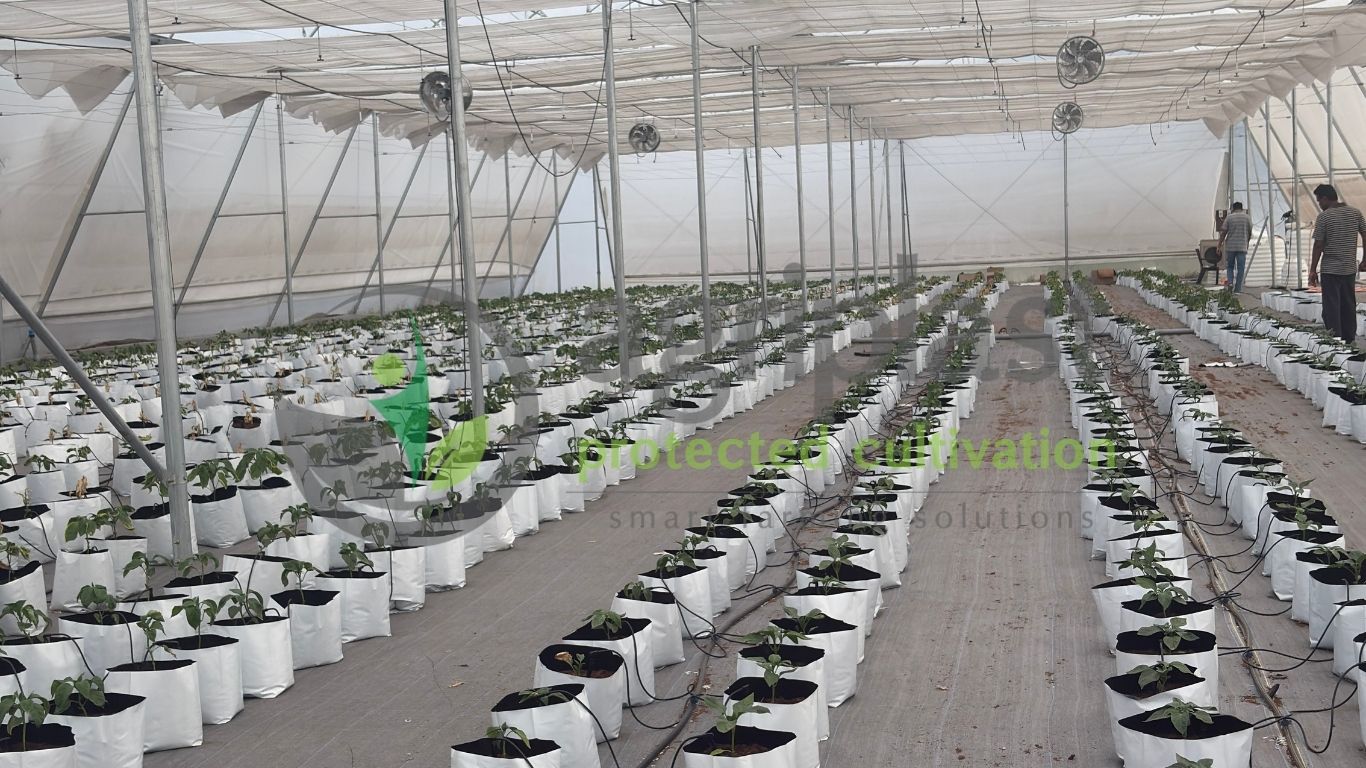 Naturally Ventilated Polyhouse - Solapur, Maharashtra