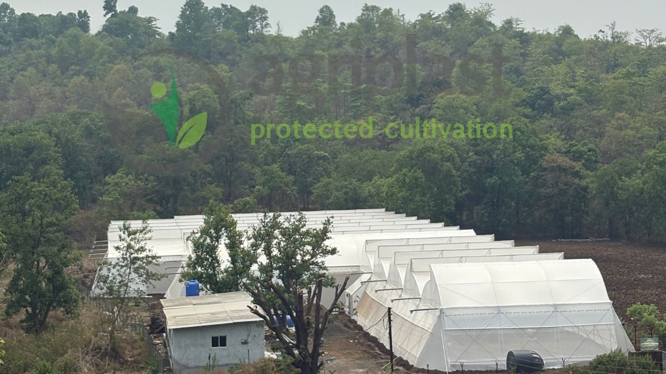 Naturally Ventilated Polyhouse - Raigad, Maharashtra