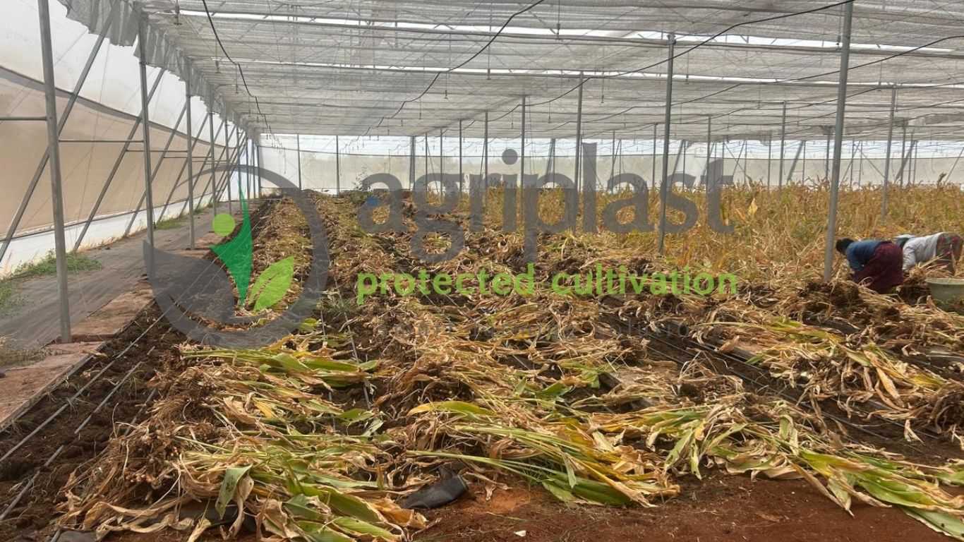 Naturally Ventilated Polyhouse - Nellore, Andhra Pradesh
