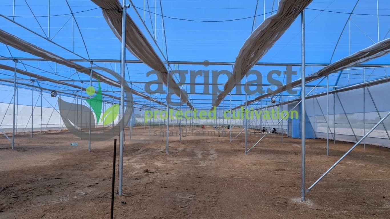 Naturally Ventilated Polyhouse - Hyderabad, Telangana