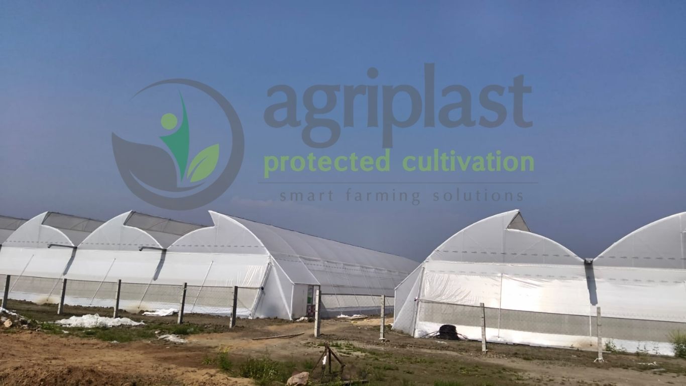 Naturally Ventilated Polyhouse - Gangapurcity, Rajasthan