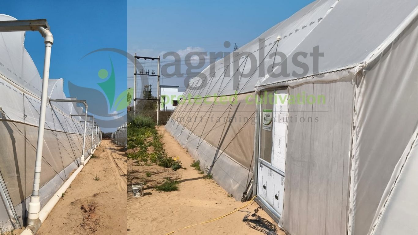 Naturally Ventilated Polyhouse - Sikar, Rajasthan