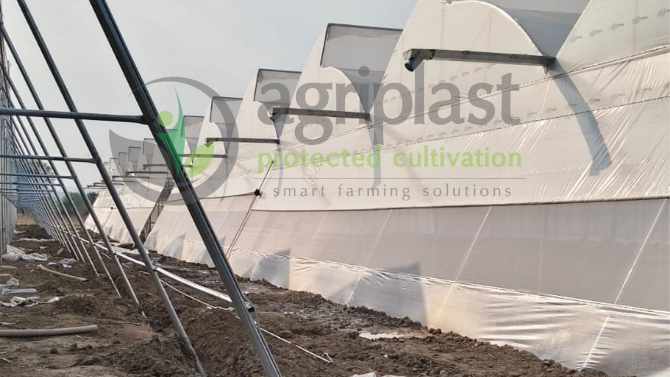 Naturally Ventilated Polyhouse - Alwar, Rajasthan