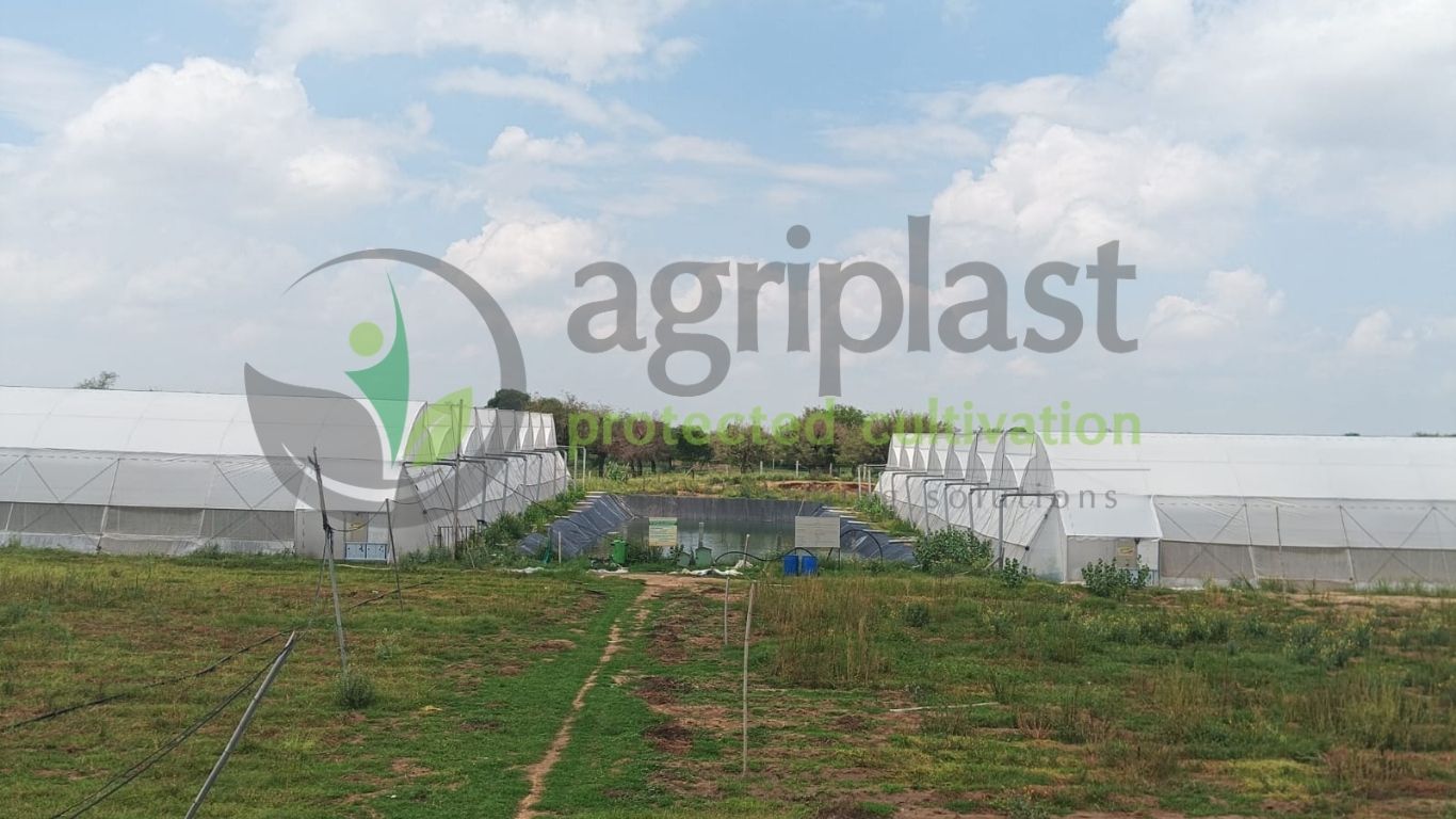 Naturally Ventilated Polyhouse - Sikar, Rajasthan