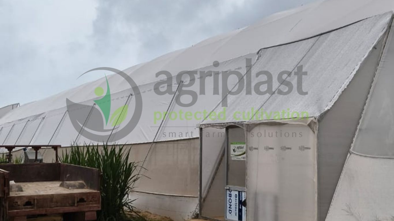 Naturally Ventilated Polyhouse - Sikar, Rajasthan